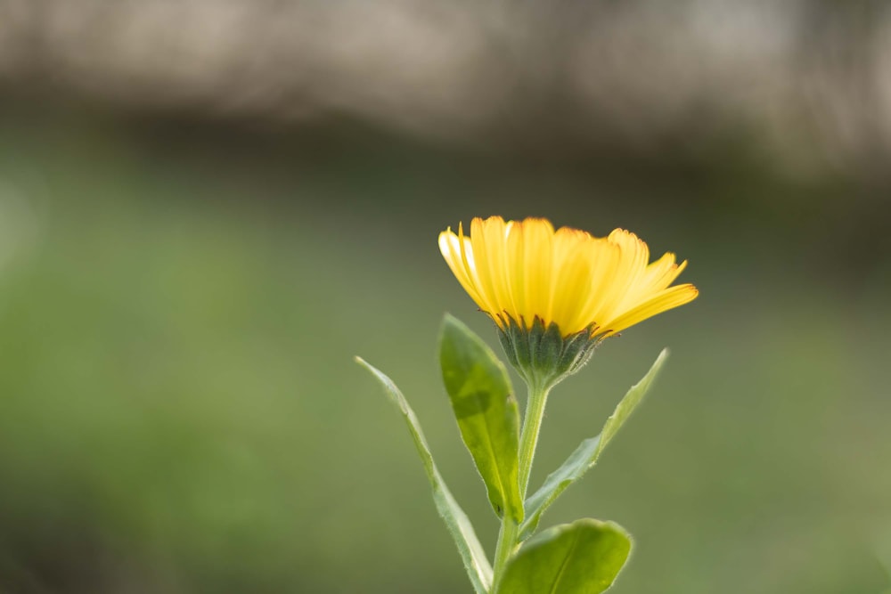 a yellow flower with green leaves in the foreground