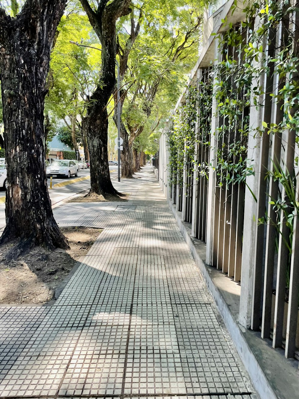 a sidewalk lined with trees next to a fence