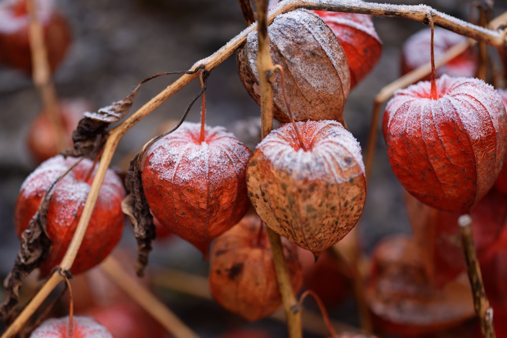 a bunch of fruit hanging from a tree