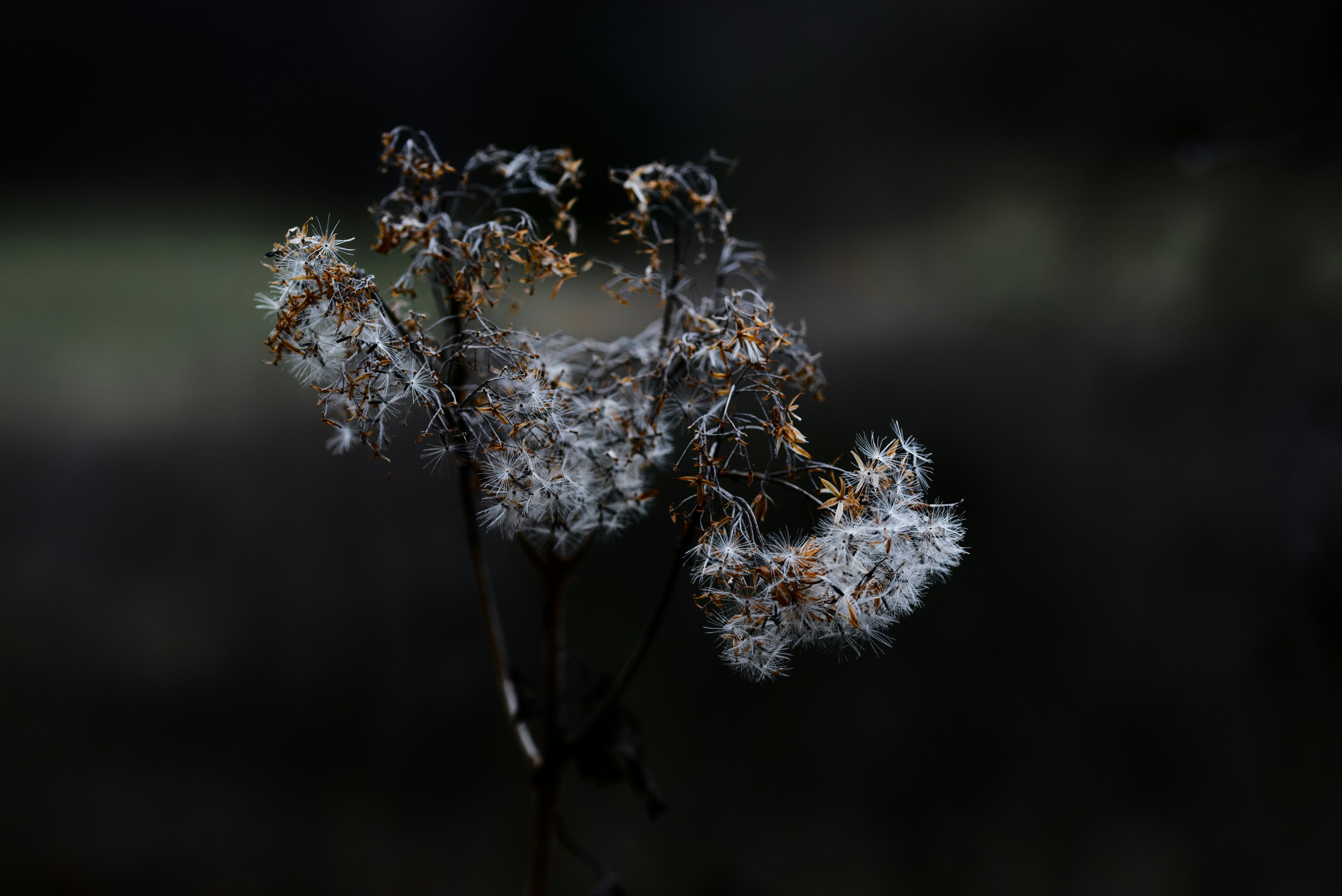 Photo by designbytholen