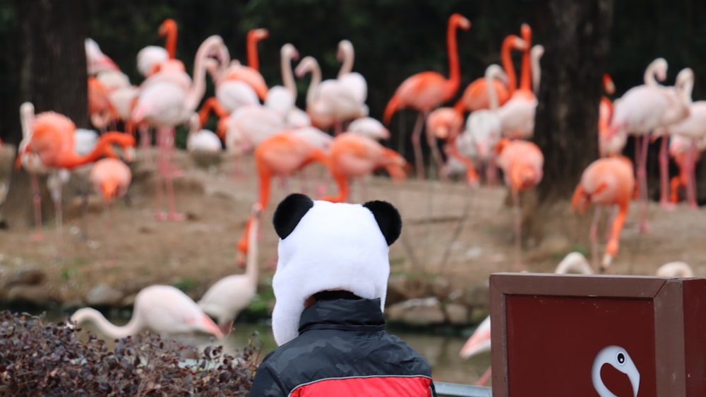 a person wearing a panda hat looking at flamingos