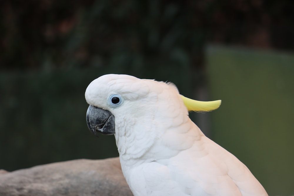 a close up of a white parrot with a yellow beak