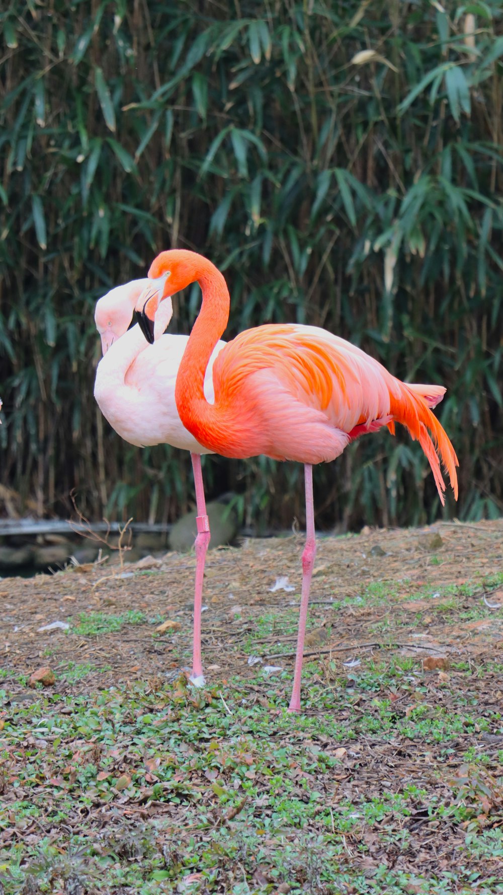 a pink flamingo standing on top of a grass covered field