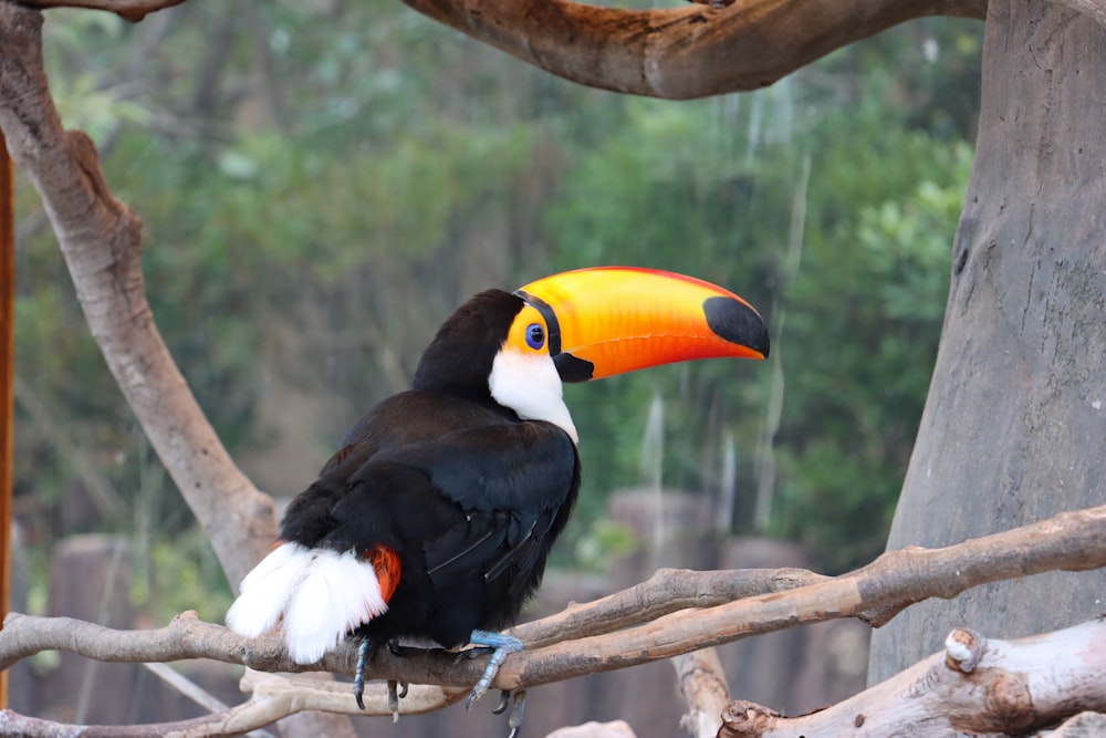 a toucan sitting on a branch in a tree