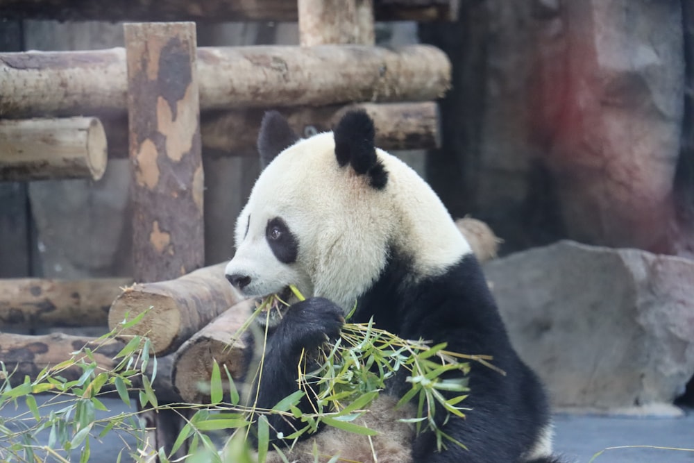 a panda bear sitting on top of a tree branch