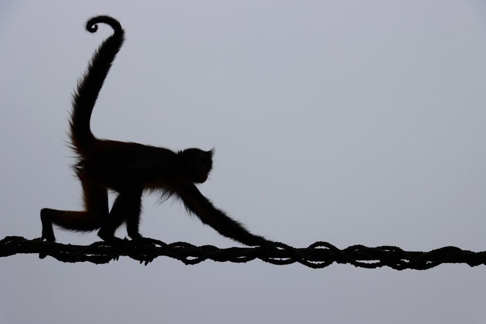 a monkey that is sitting on a wire