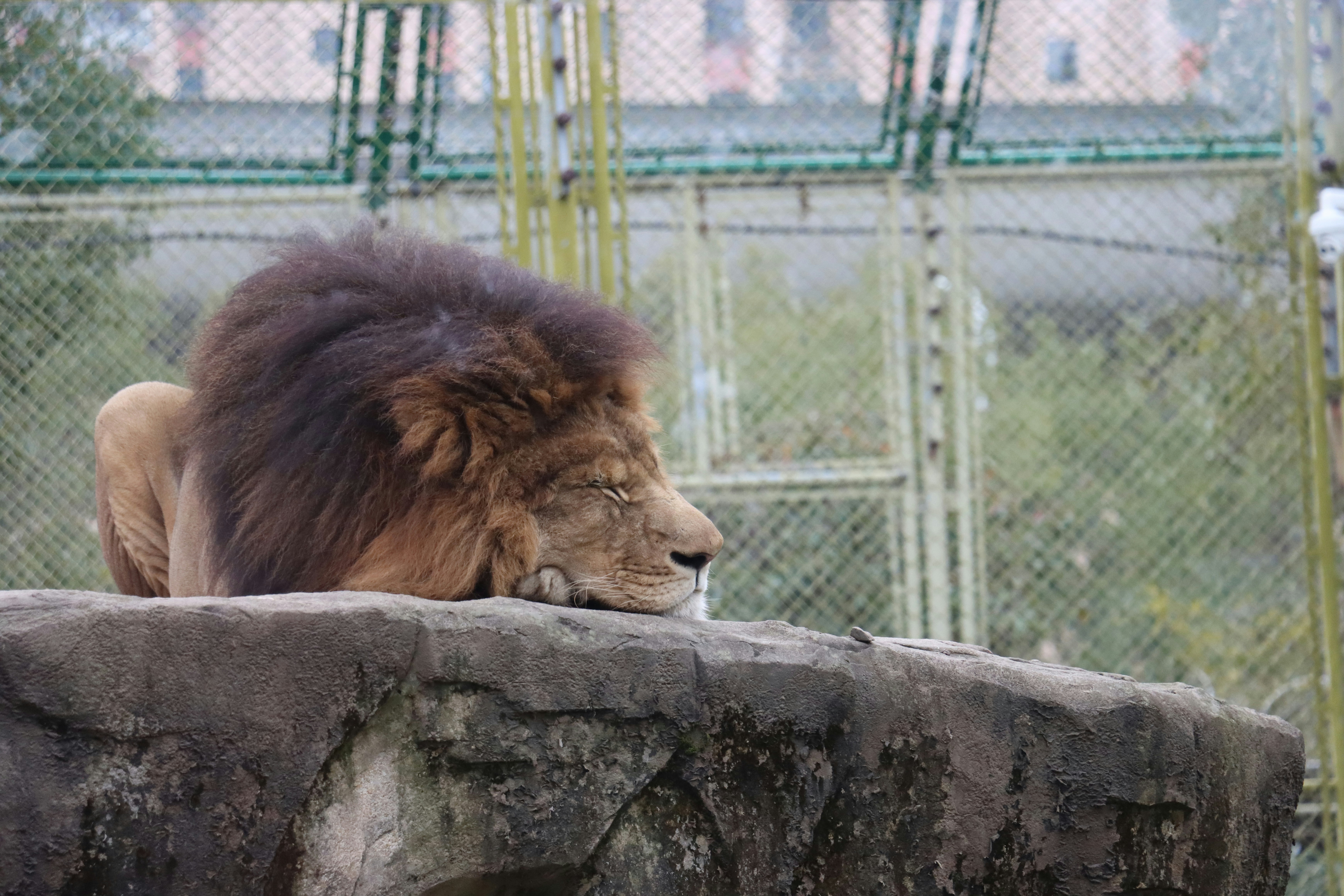 un grand lion couché au sommet d’un mur de pierre