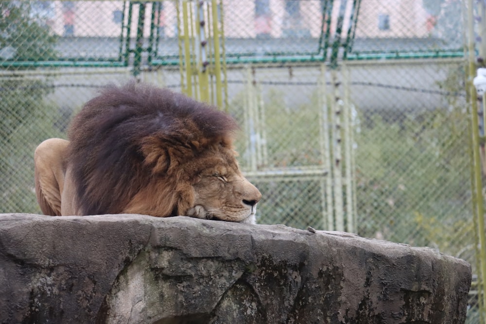 a large lion laying on top of a stone wall