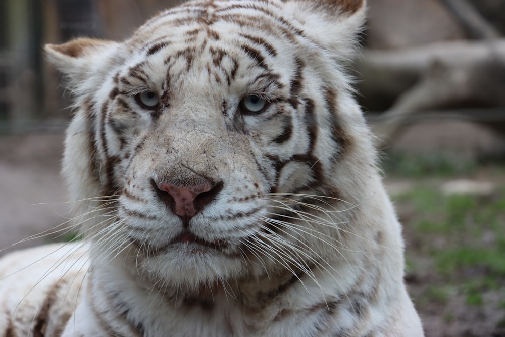 a close up of a white tiger laying on the ground
