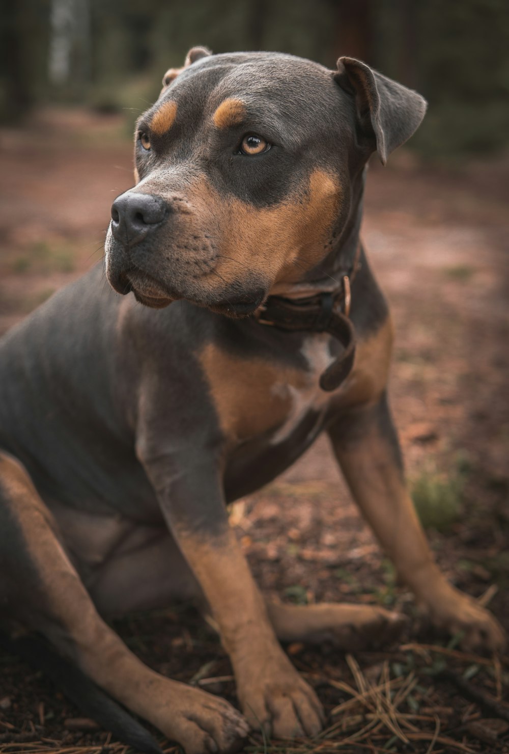 a close up of a dog laying on the ground