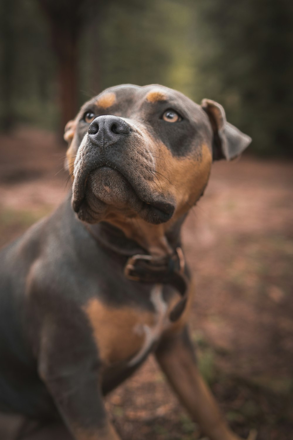 a brown and black dog sitting on top of a dirt field