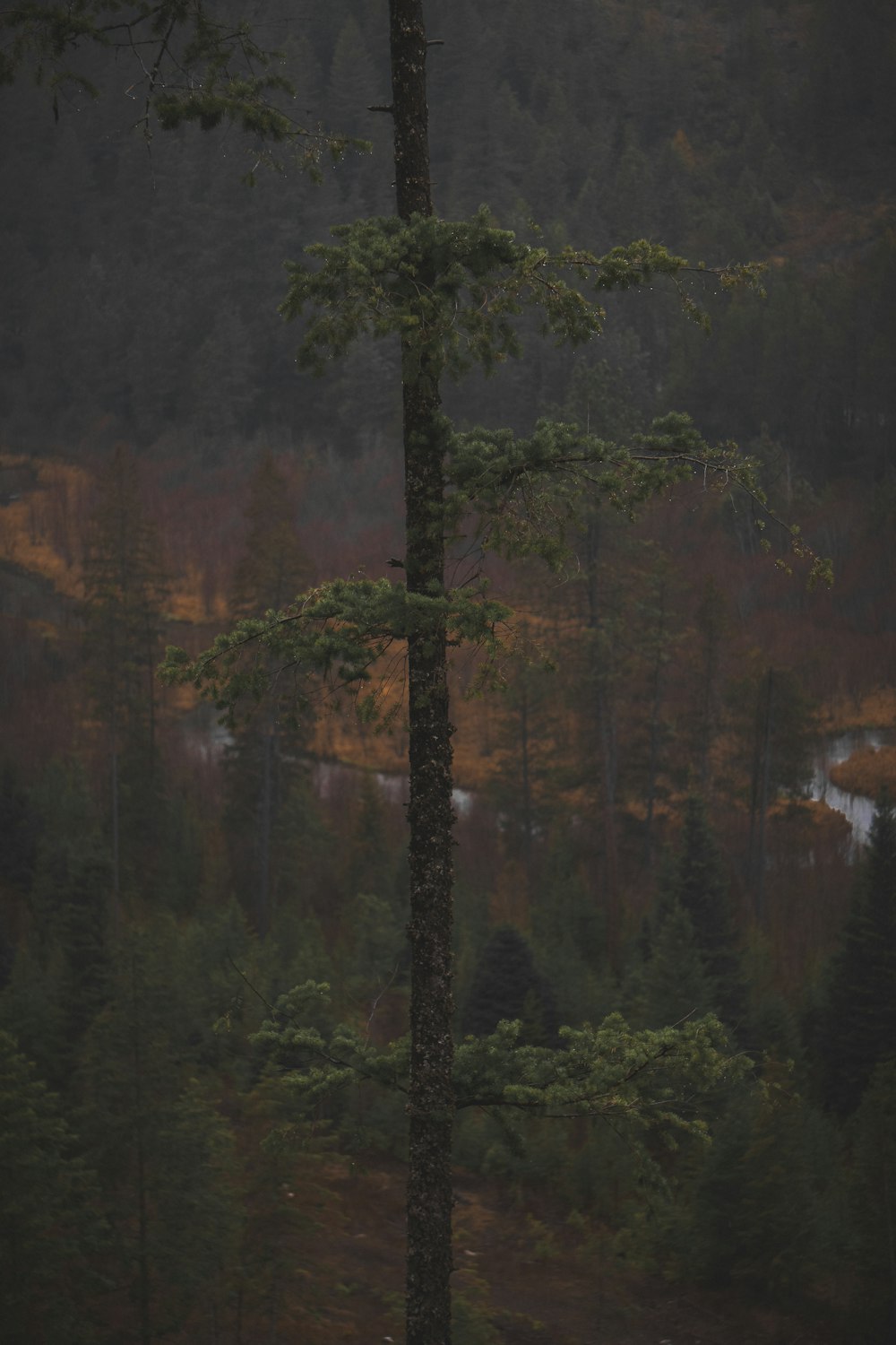 a couple of trees sitting in the middle of a forest