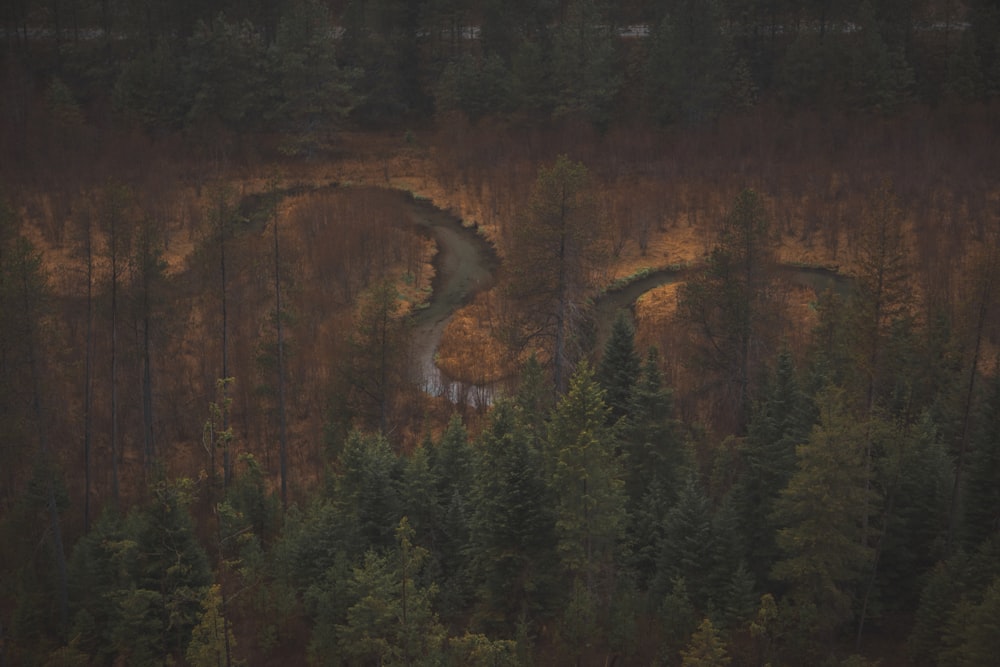 a river running through a forest filled with lots of trees