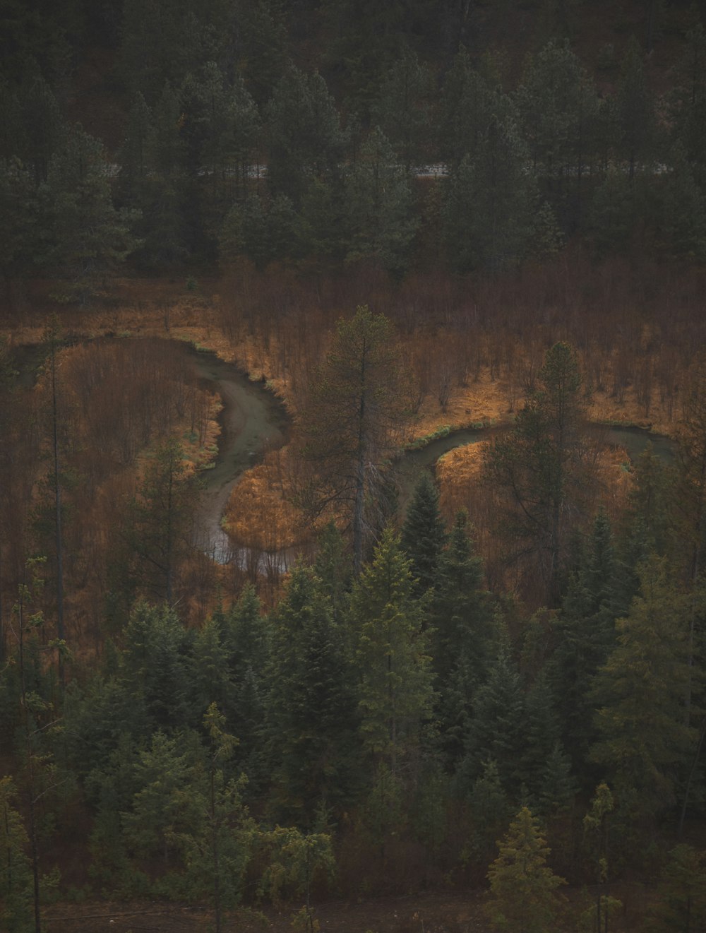 a forest filled with lots of trees next to a river