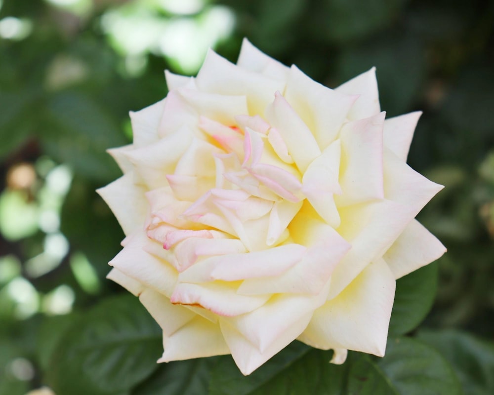 a close up of a pink and white flower