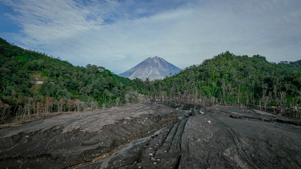 a forest filled with lots of trees next to a mountain