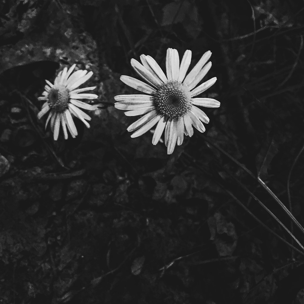 Photographie en noir et blanc de deux fleurs dans un champ
