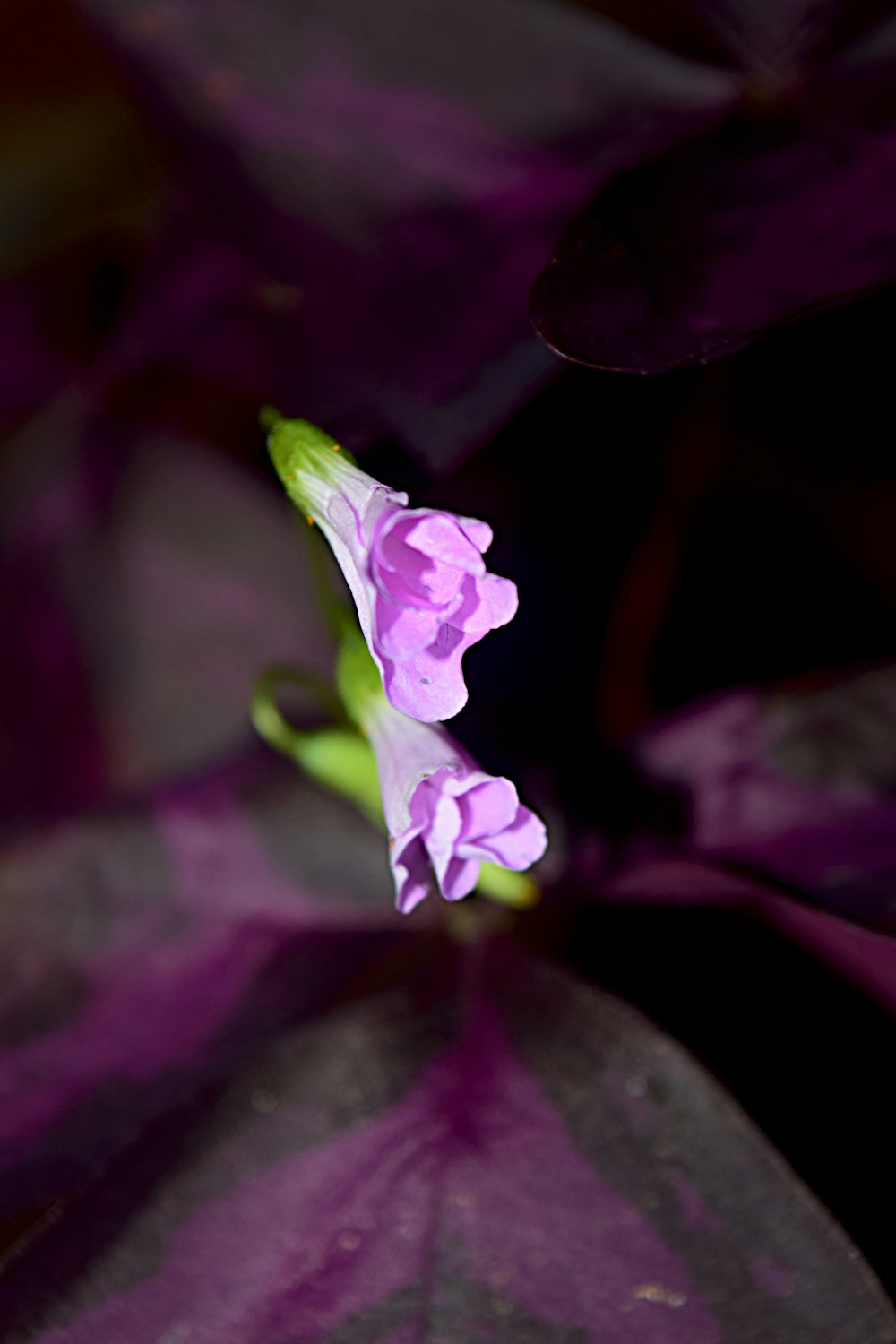 a close up of a purple flower on a plant