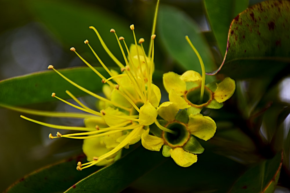 a close up of a yellow flower on a tree