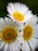 a close up of three white flowers with yellow centers