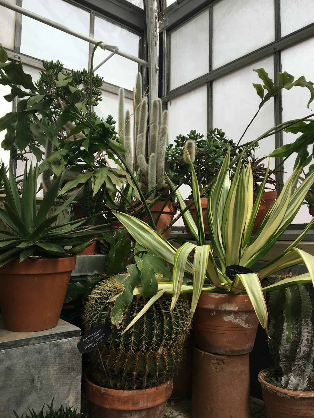 a group of potted plants in a greenhouse
