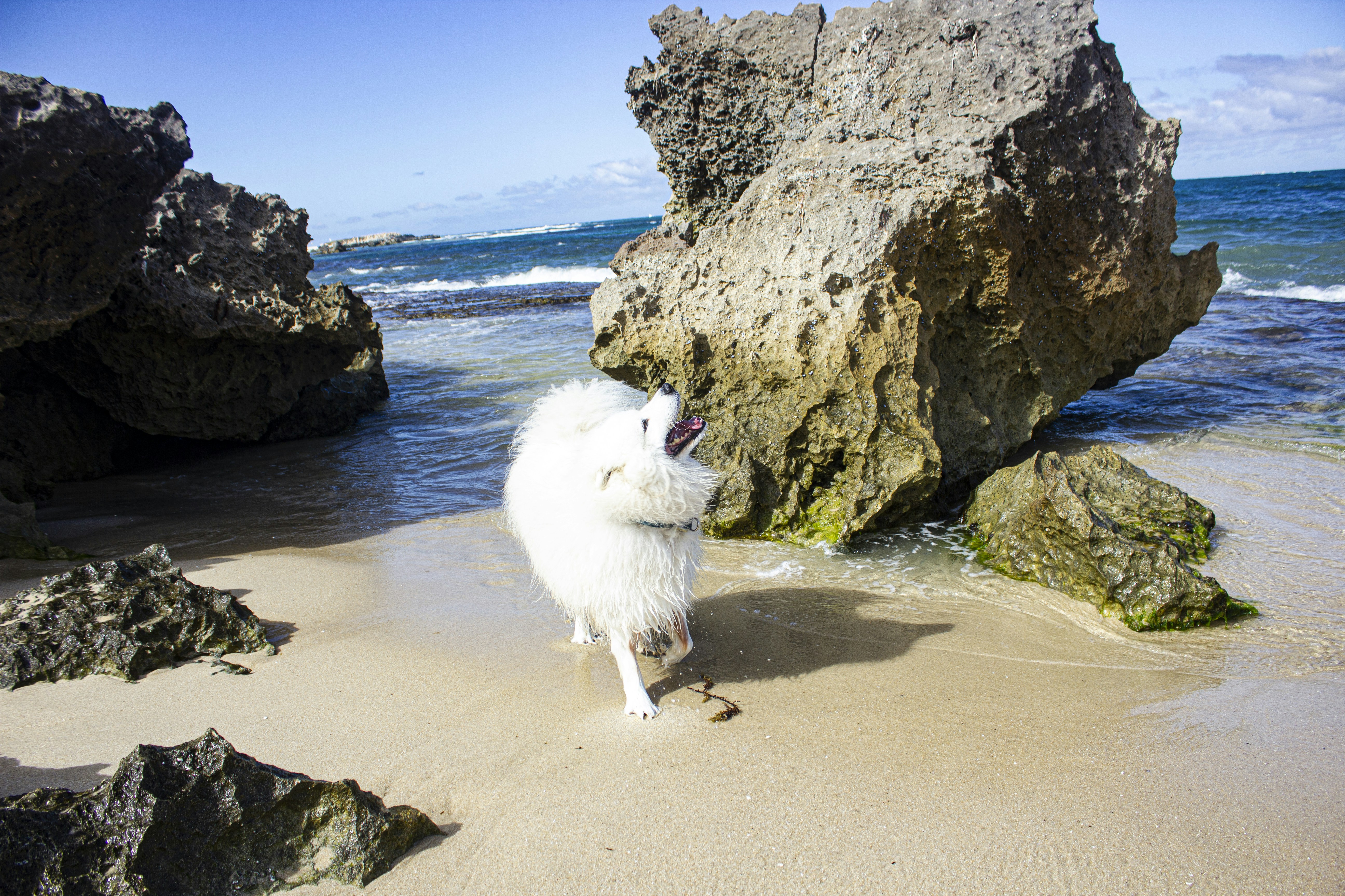 Photo by pawtography_perth
