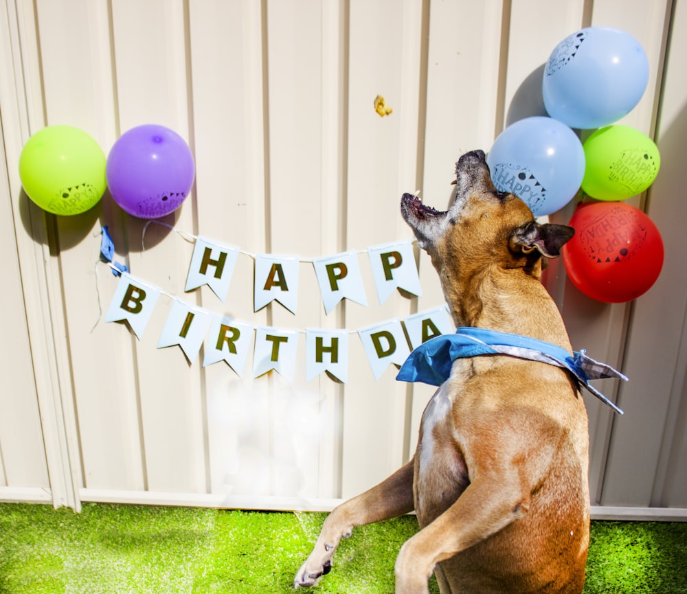 a dog sitting in front of a birthday banner