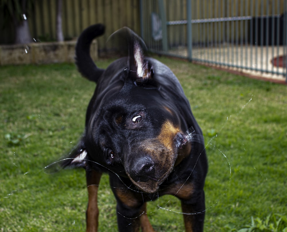 a black and brown dog standing on top of a lush green field