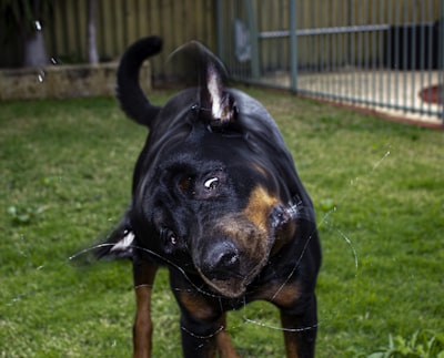 Rottweiler corriendo con energía House Barf Quindío