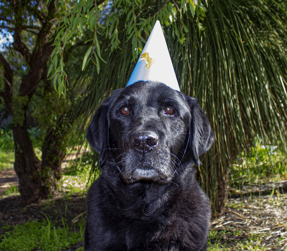 a black dog wearing a party hat
