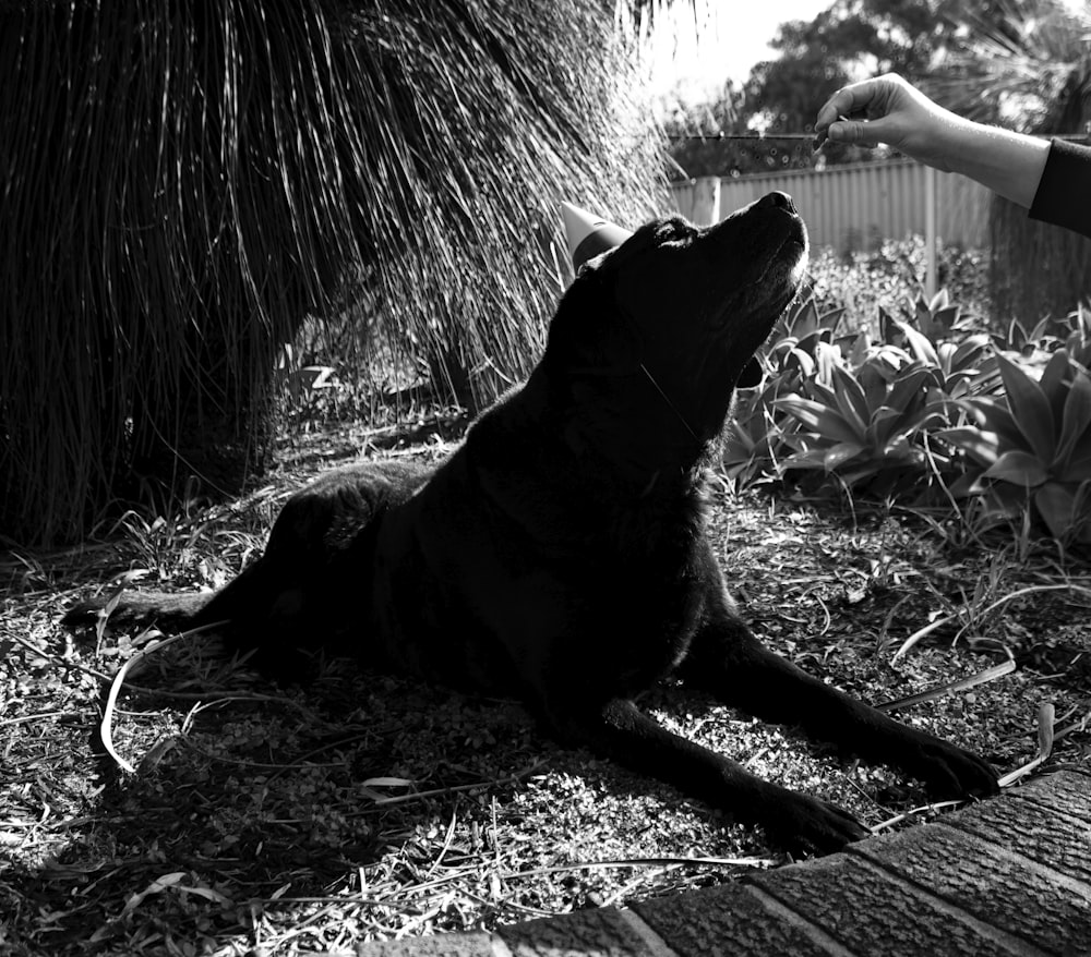 Un cane nero che giace in cima a un campo coperto di erba