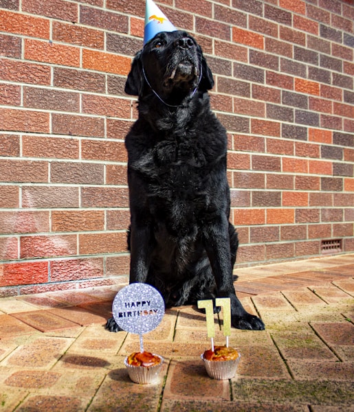 Dog Birthday Party Ideas: How to Celebrate Your Dog's Special Day