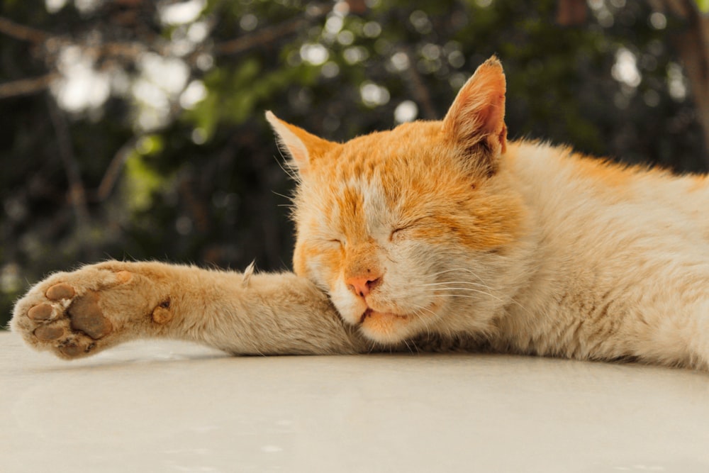 a close up of a cat laying on the ground