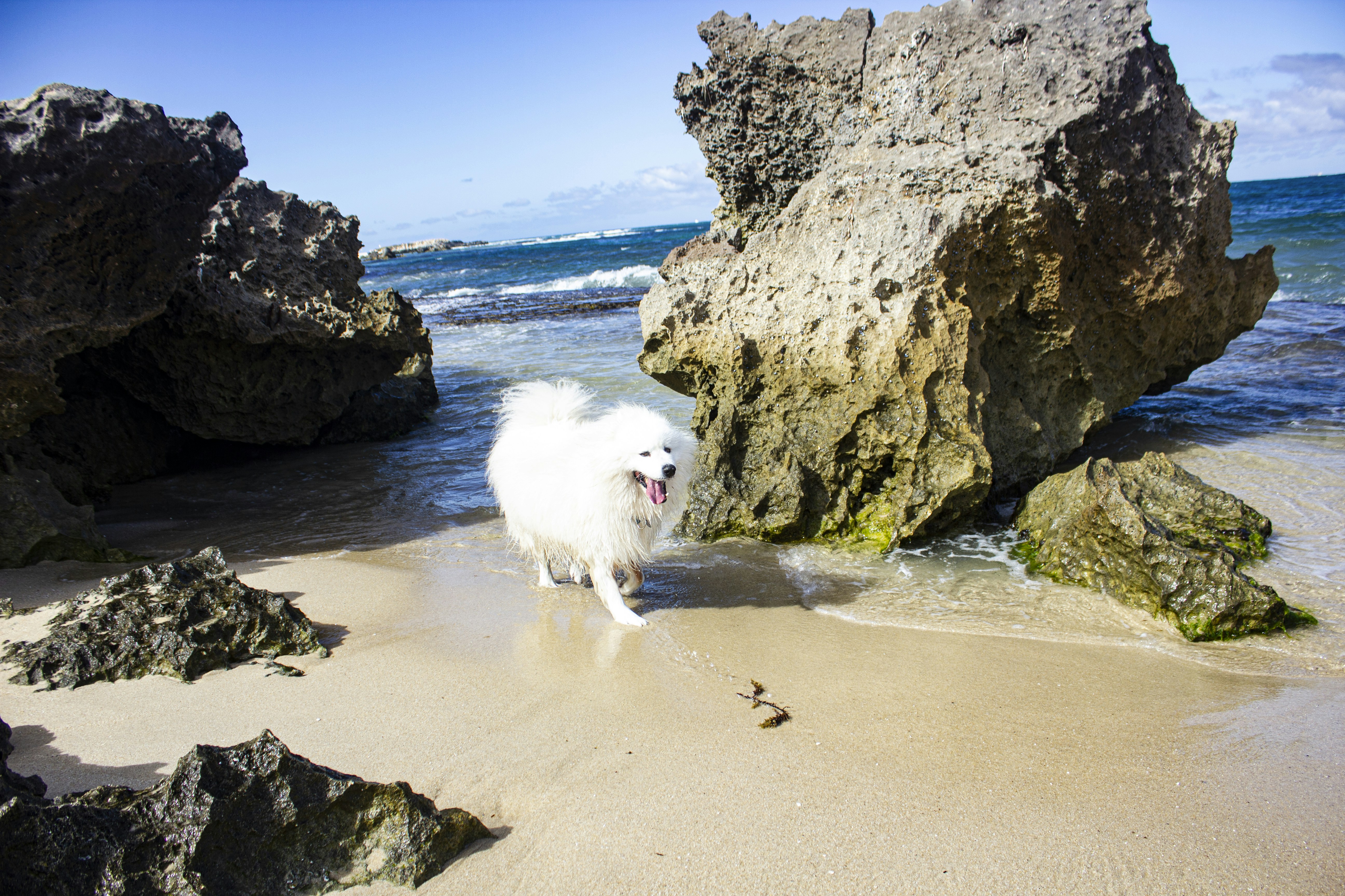 Photo by pawtography_perth