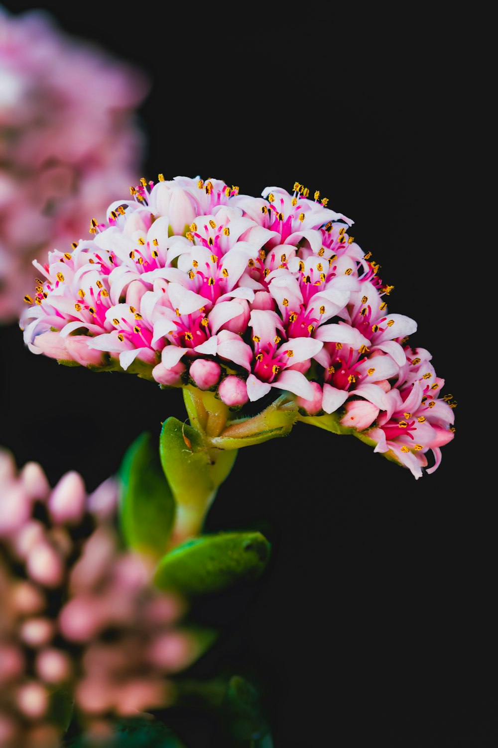 a close up of a pink flower on a black background