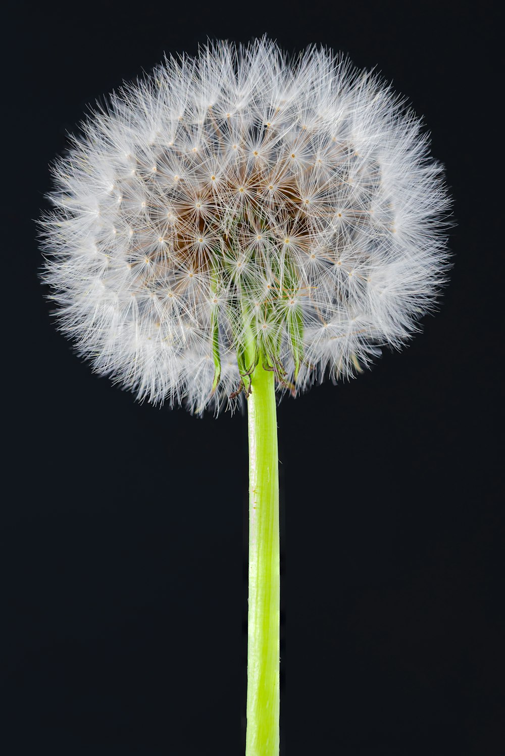 a dandelion is blowing in the wind on a black background