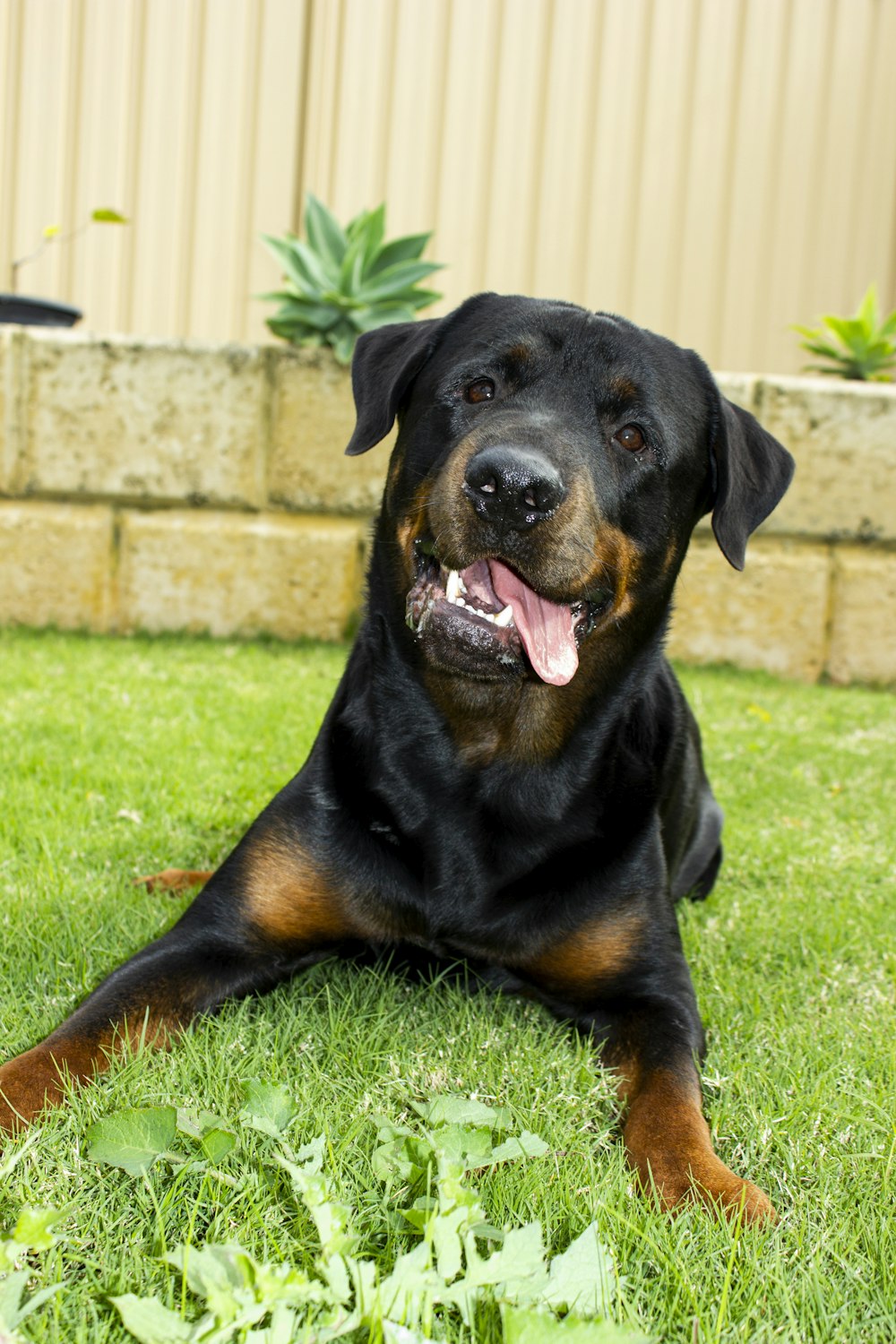 a black and brown dog laying in the grass