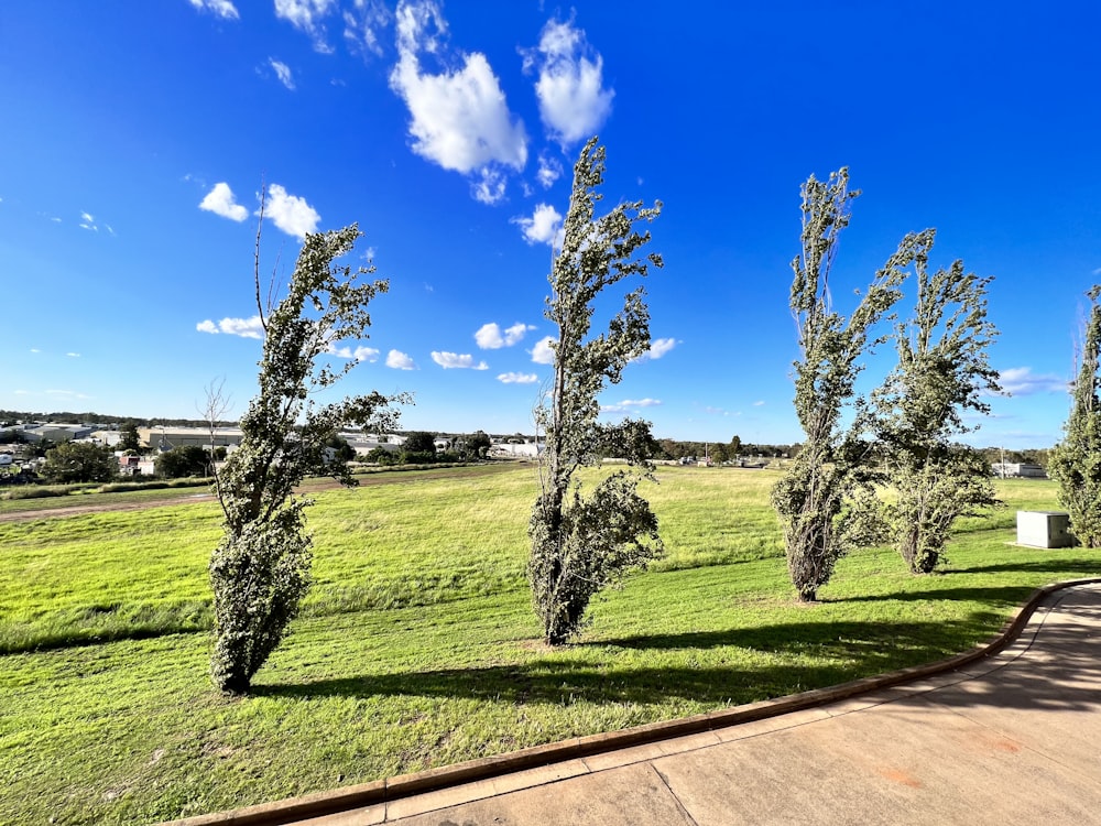 a row of trees in a grassy field