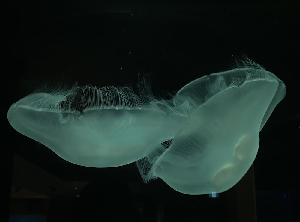 a close up of a jellyfish in a tank