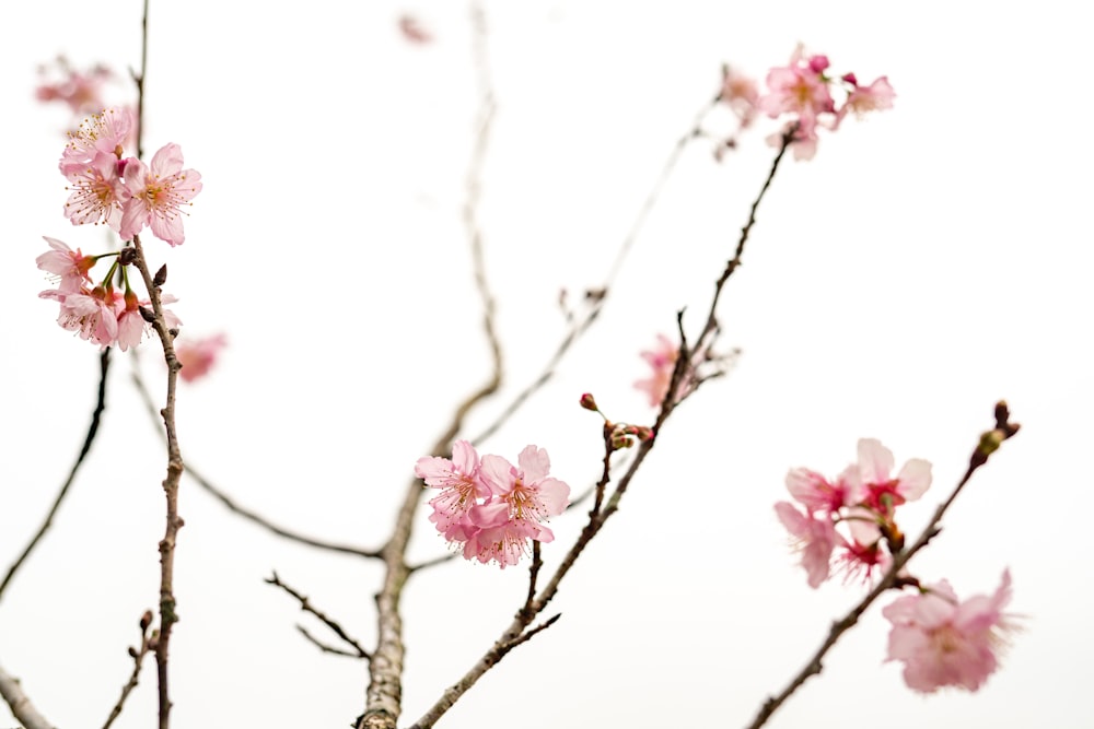 a branch with pink flowers against a white background