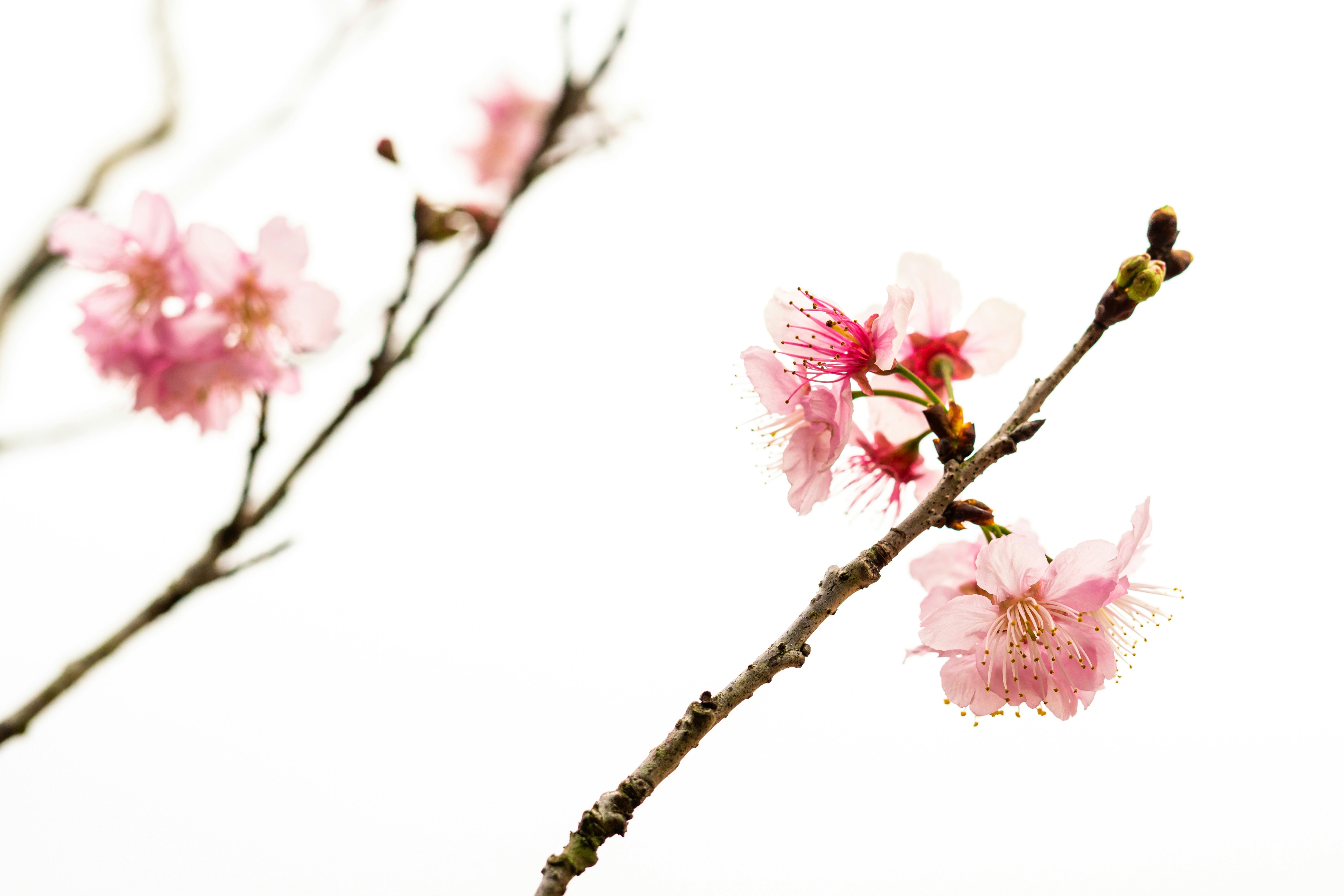 a branch with pink flowers against a white sky