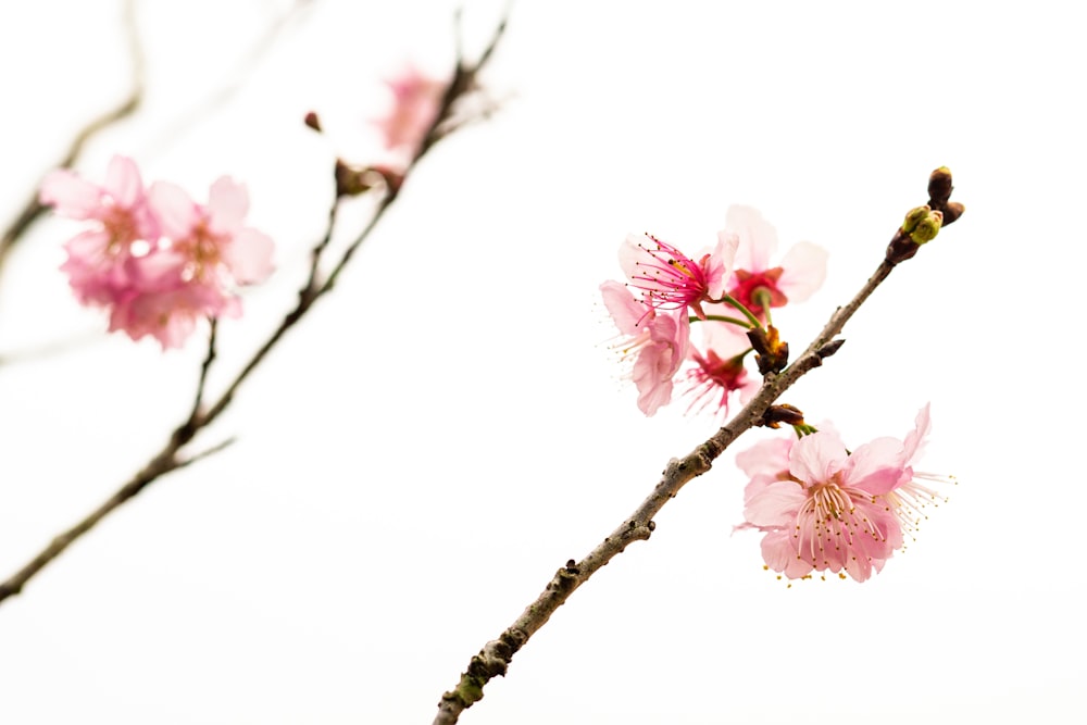 a branch with pink flowers against a white sky