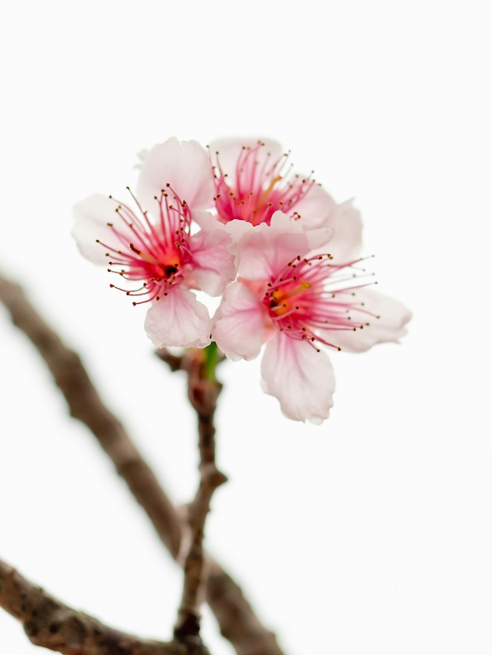 a close up of a flower on a tree branch