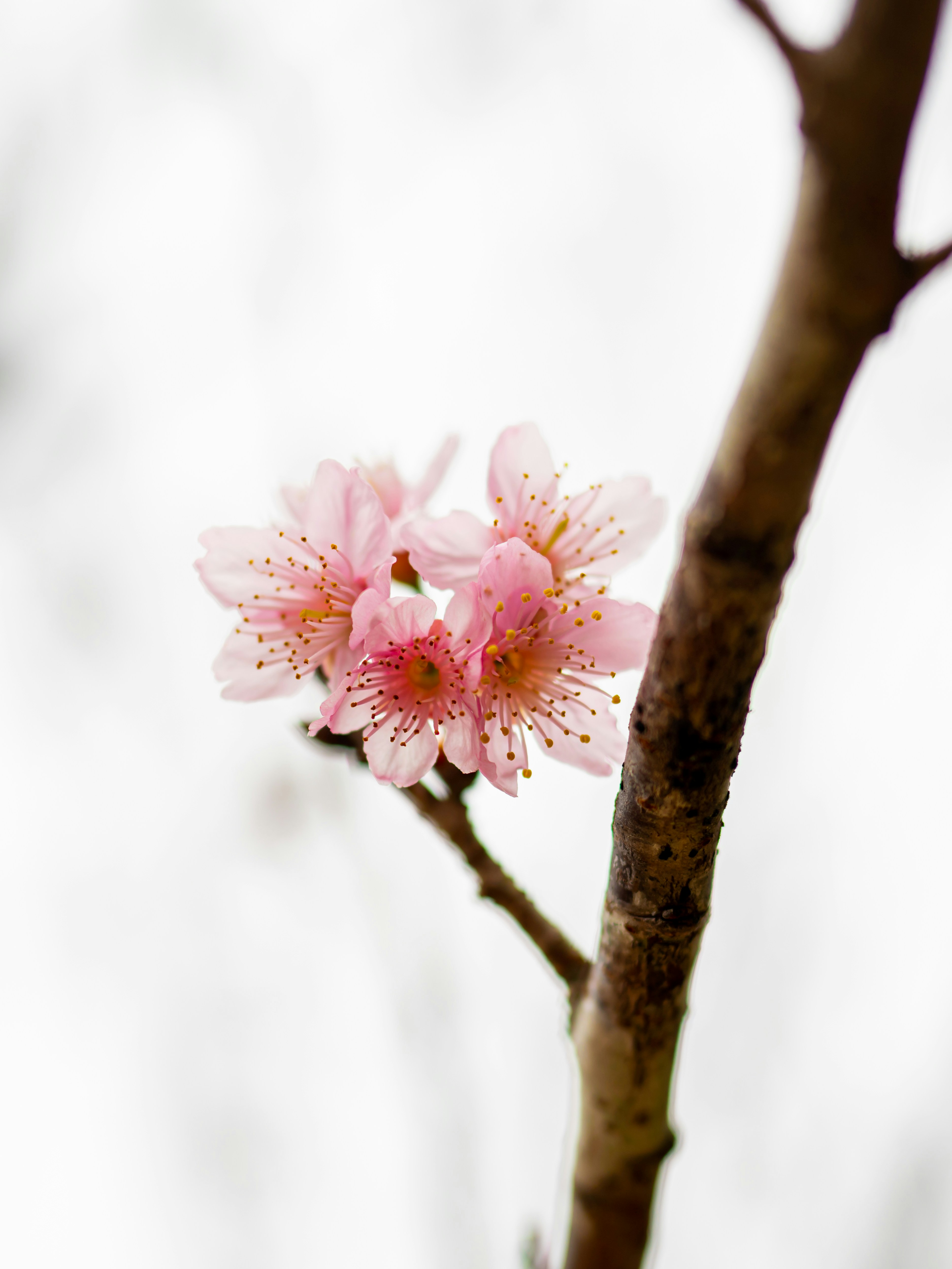 a small pink flower on a tree branch