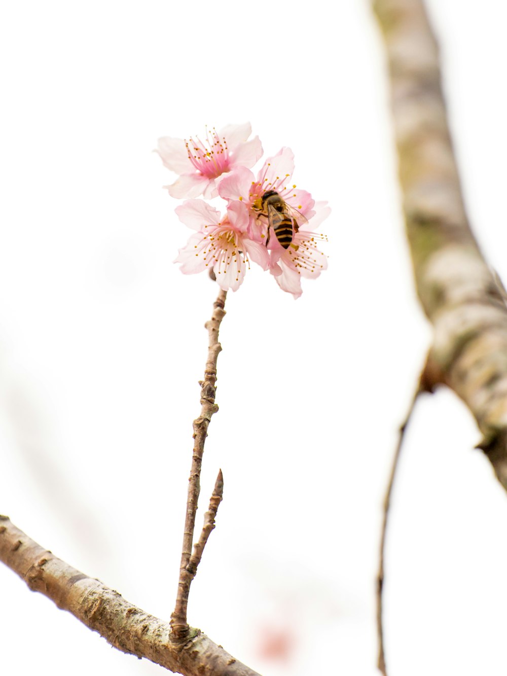 una flor rosa con una abeja en ella