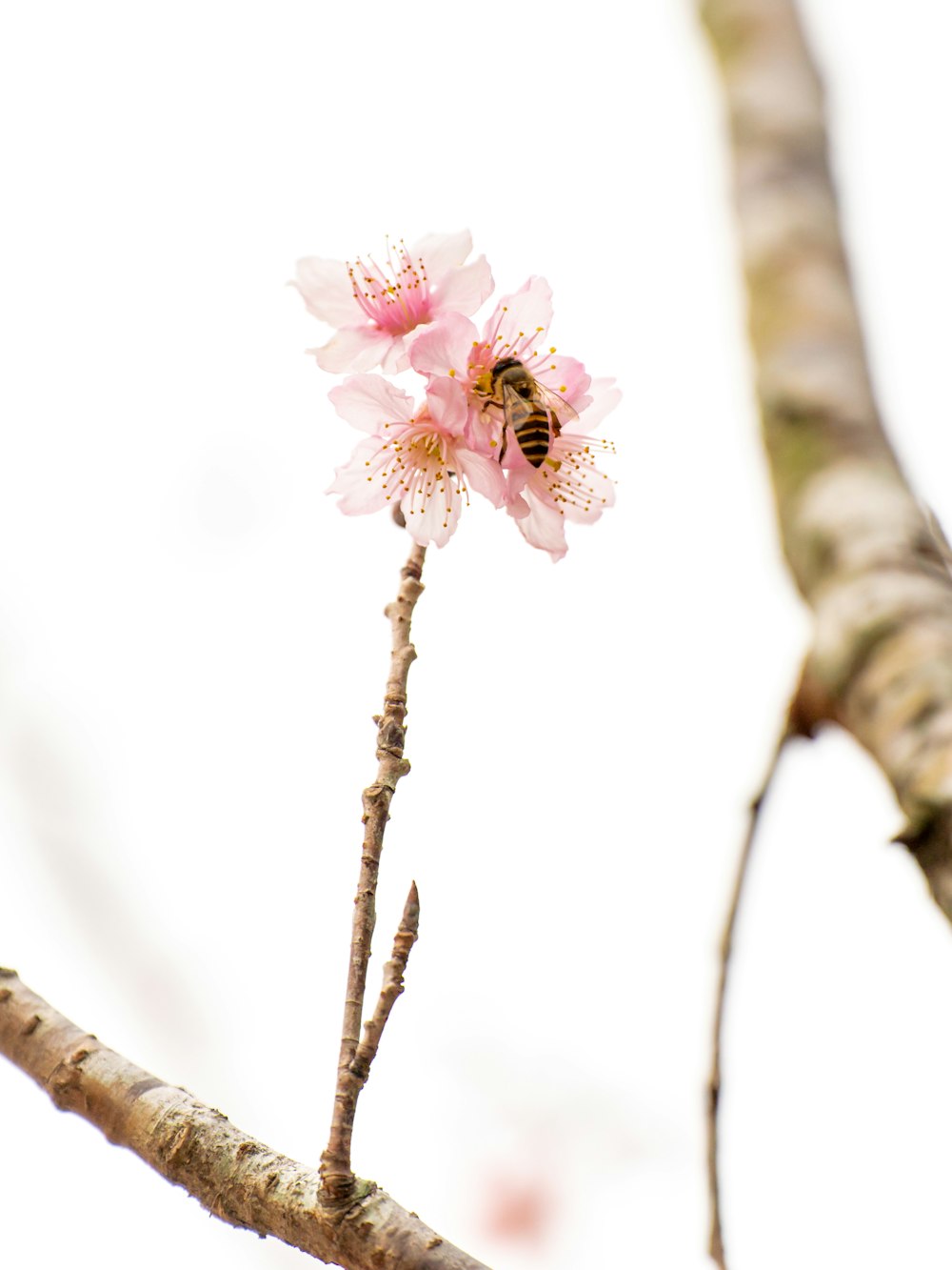 a pink flower with a bee on it