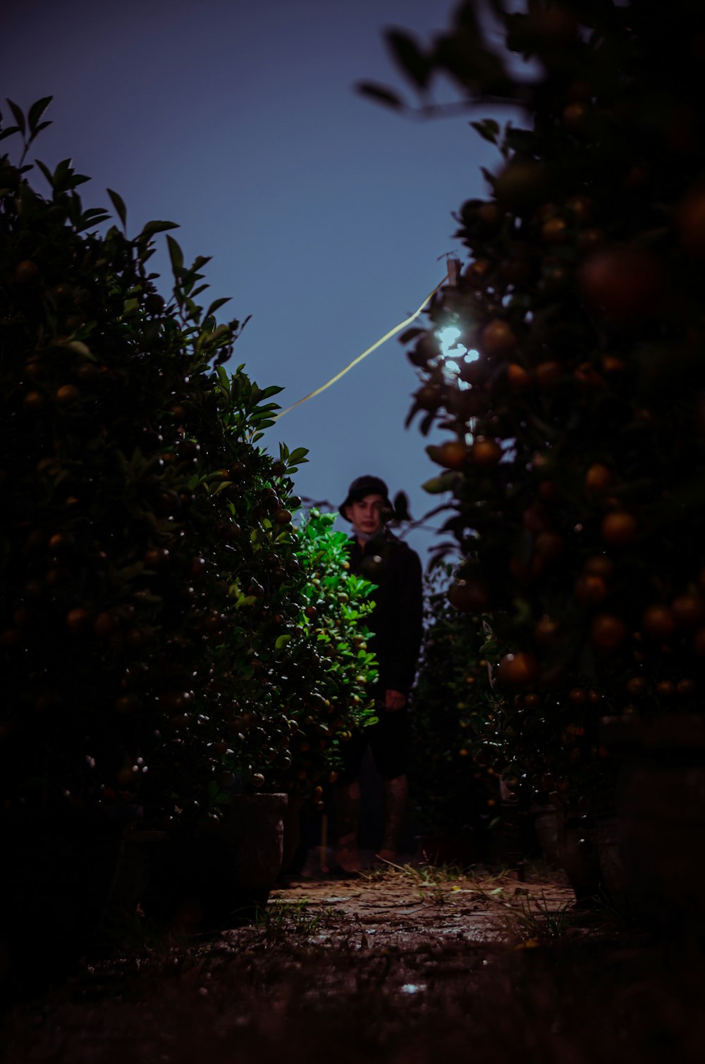 a man standing in an orange grove at night