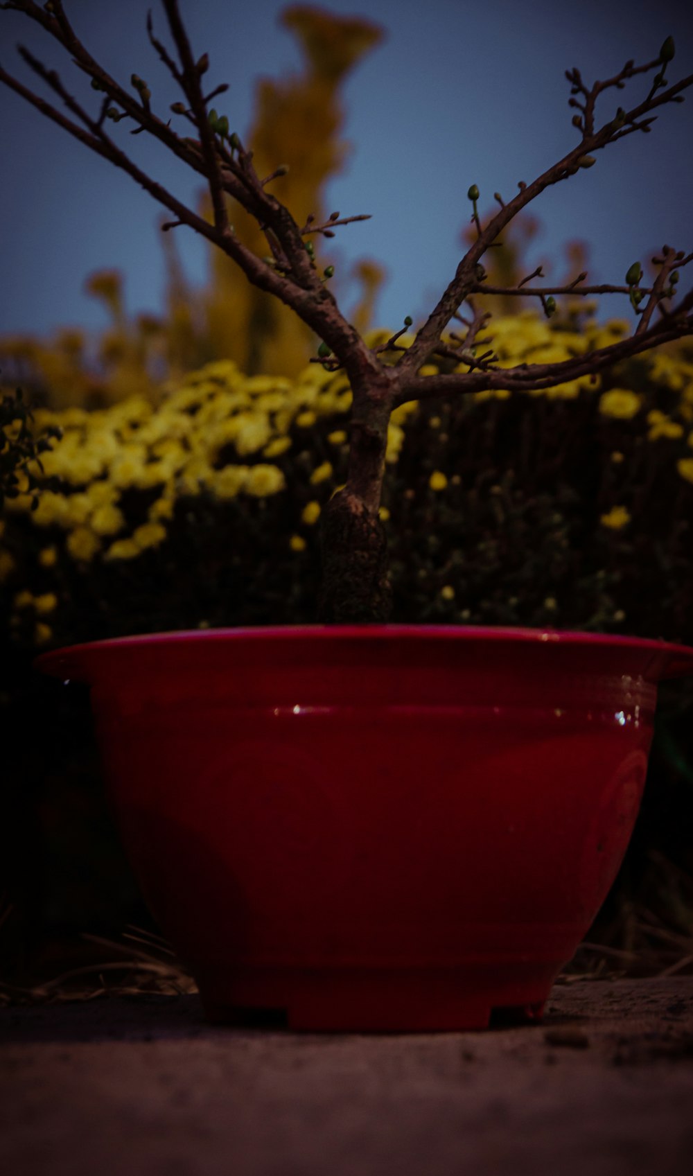 a red bowl sitting in front of a tree