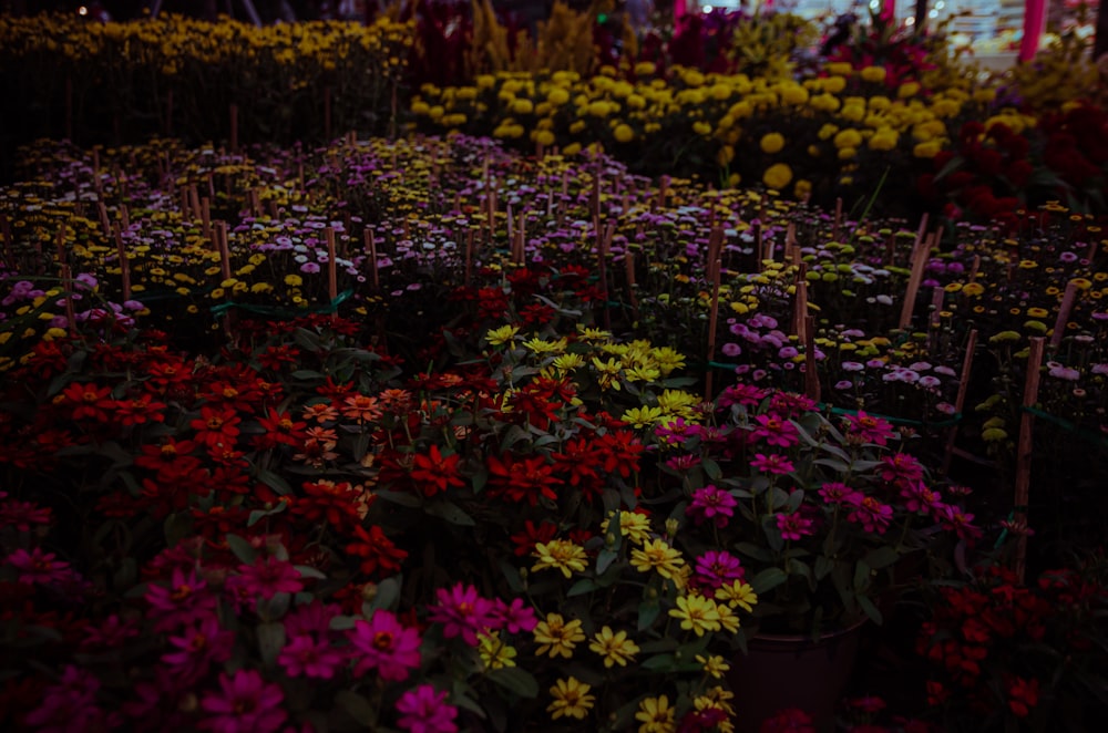 a bunch of flowers that are in a field