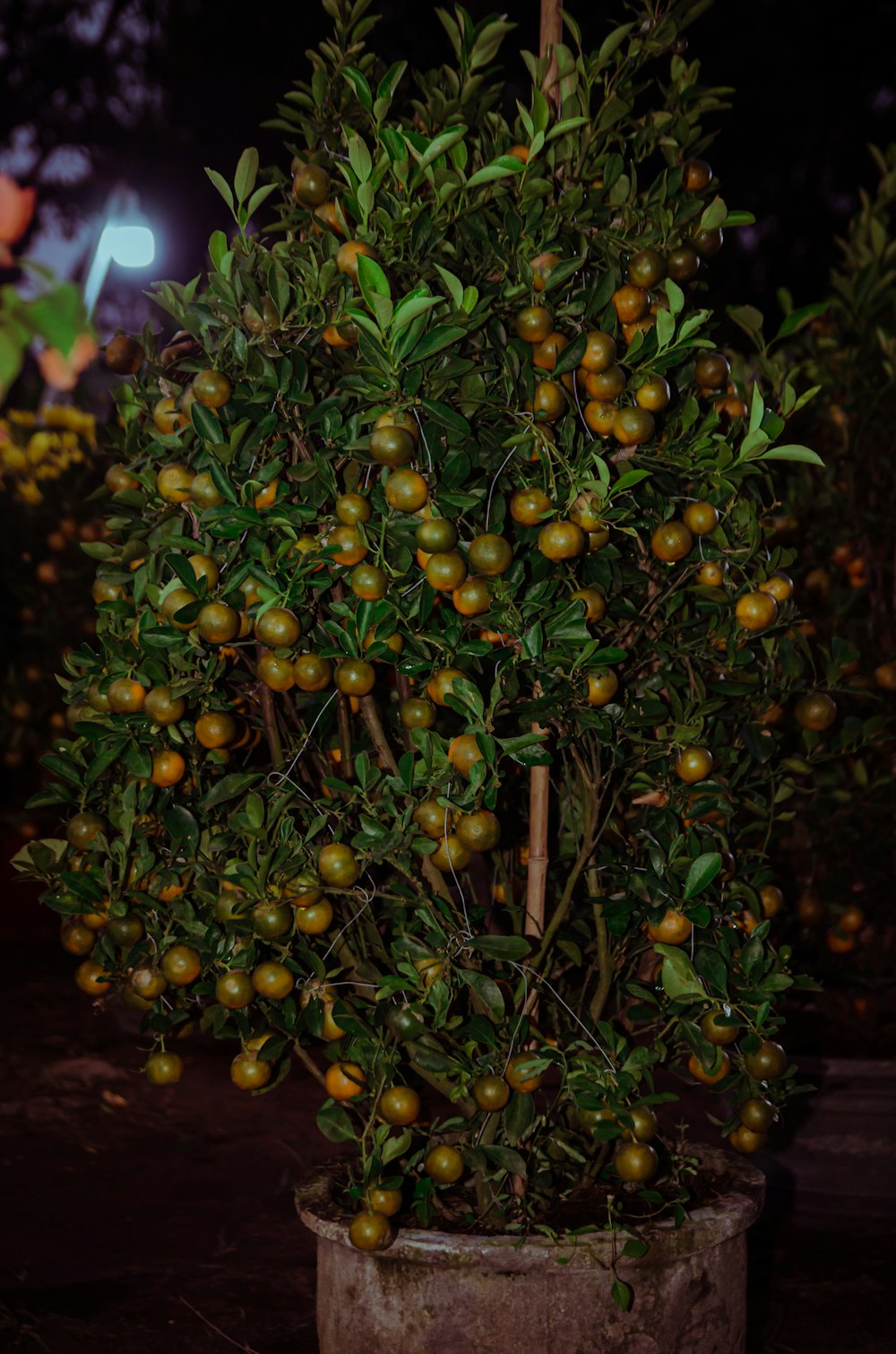 a potted plant with lots of fruit on it